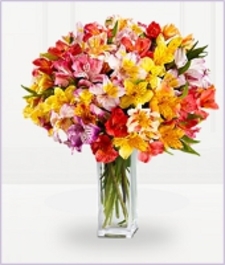 100 Blooms of Alstromeria