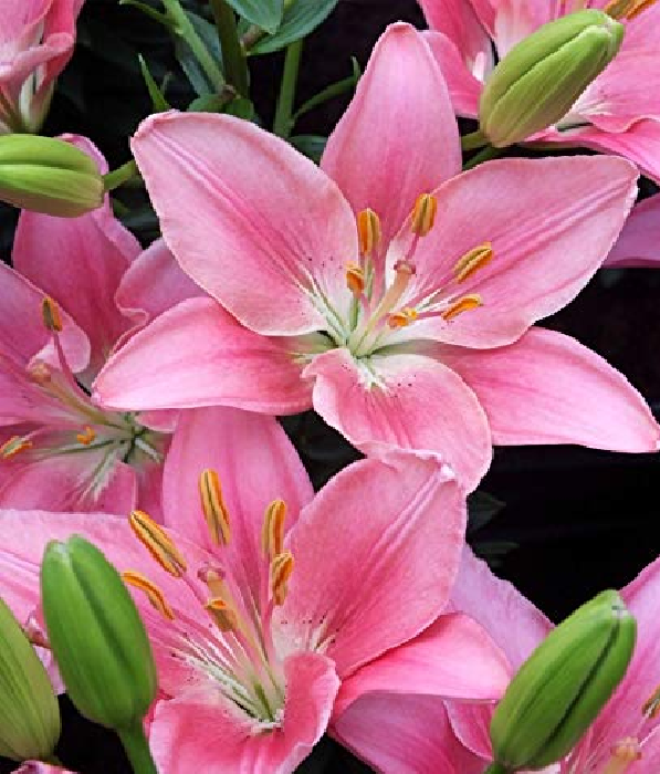 10 x Bulk Pink Asiatic Lily