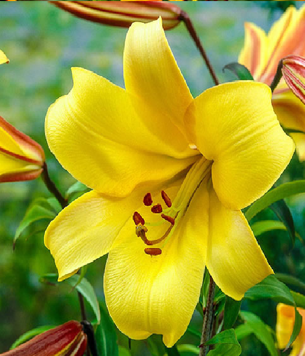 10 x Bulk Yellow Asiatic Lily