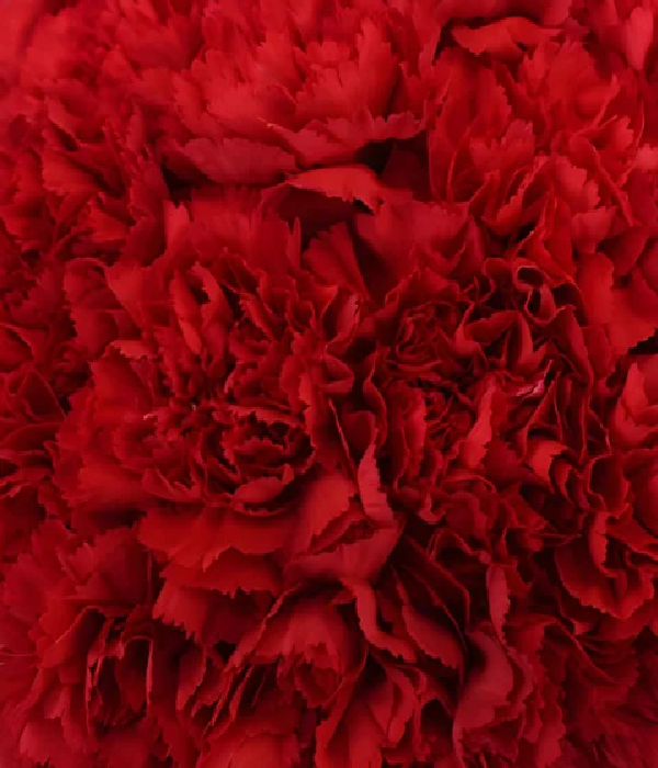 25 x Bulk Red Carnations