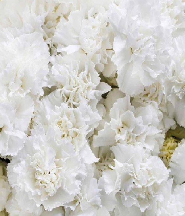 25 x Bulk White Carnations