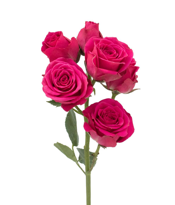 20 x Roses Roses Vif En Gerbe En Vrac