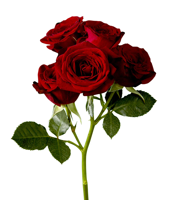 20 x Roses Rouges En Gerbe En Vrac