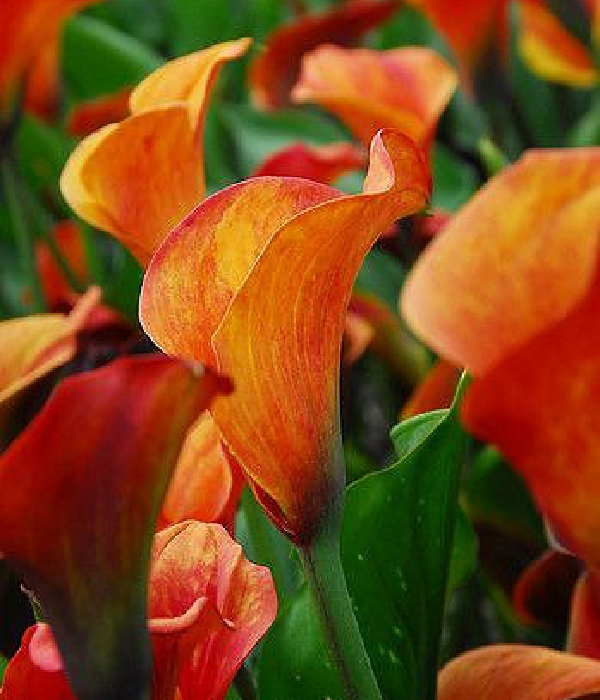 20 x Bulk Orange Calla Lilies