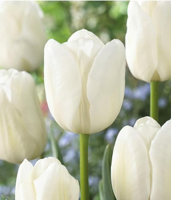 25 x Tulipes Blanches En Vrac