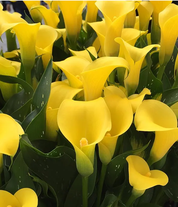20 x Bulk Yellow Calla Lilies