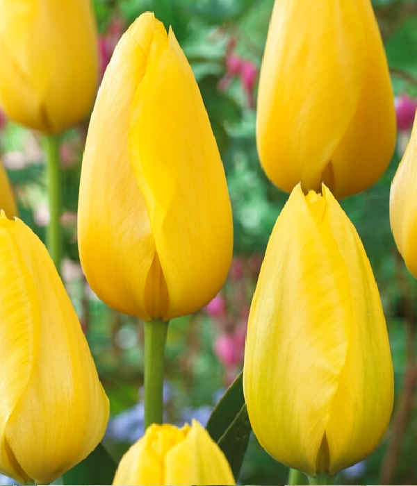 25 x Tulipes Jaunes En Vrac