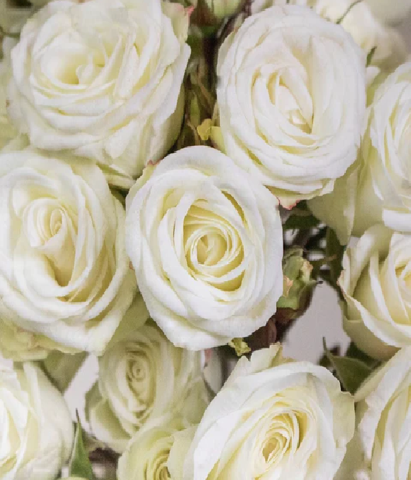 25 x Bulk White Roses