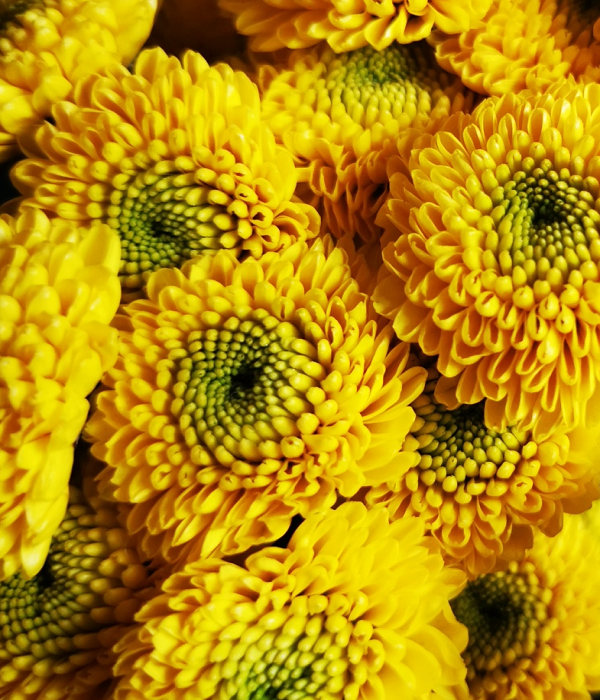 25 x Bulk Yellow Button Chrysanthemums