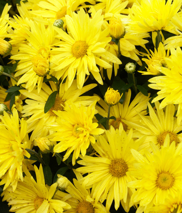 25 x Bulk Yellow Chrysanthemum Daisies