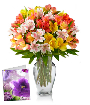 50 fleurs d'Alstroemeria